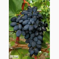 Продам виноград оптом Лора, Аркадия, Кадрянка, Кеша - столовые сорта