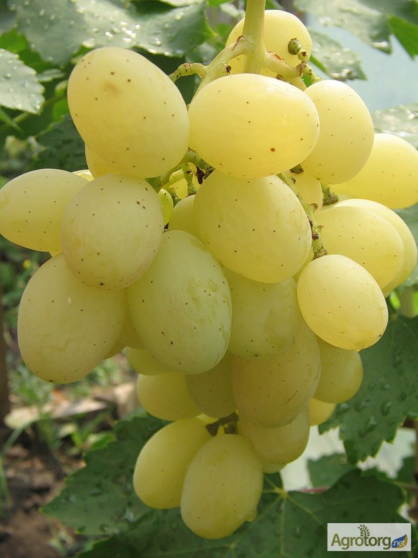 Фото 3. Продам виноград оптом Лора, Аркадия, Кадрянка, Кеша - столовые сорта