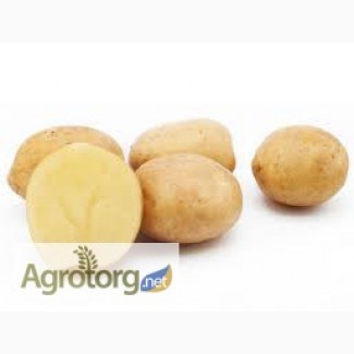 Продам насінну картоплю (Роздріб, малий опт)