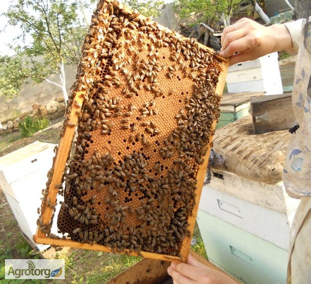 Продам пчелопакеты карпатской породы пчел