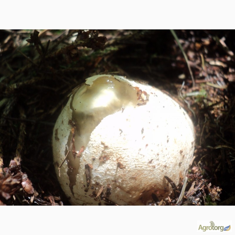 Фото 3. Продається настойка натурального гриба Веселки на самогоні