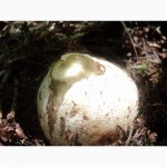 Продається настойка натурального гриба Веселки на самогоні