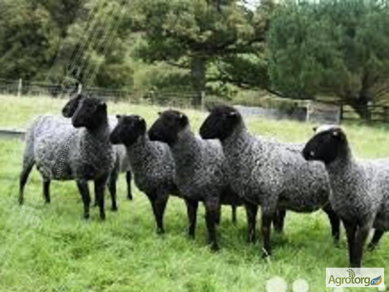 Фото 3. Продам овец романовской породы