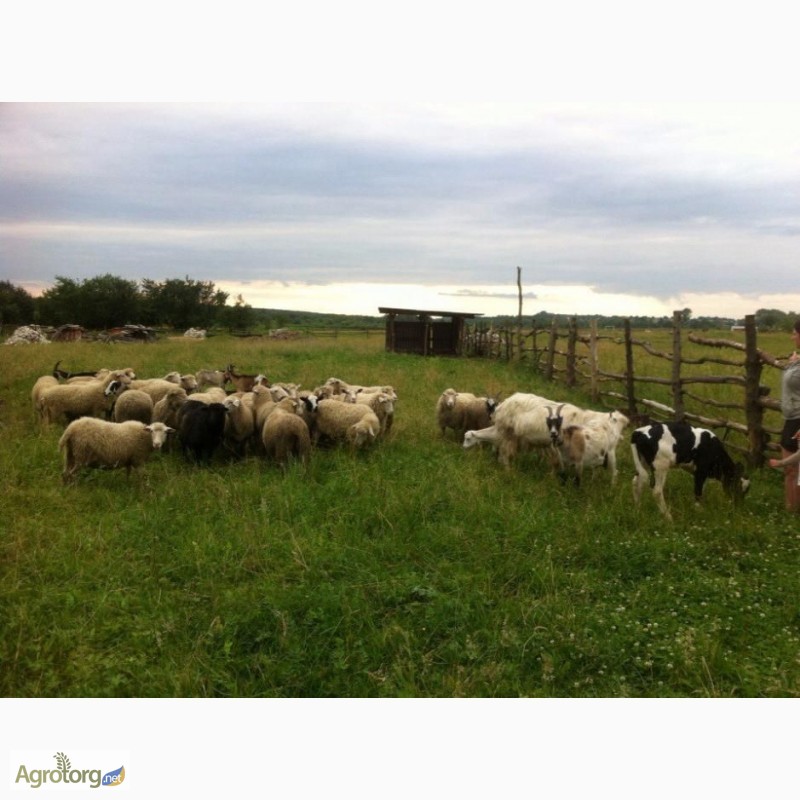 Фото 2. Кози і вівці