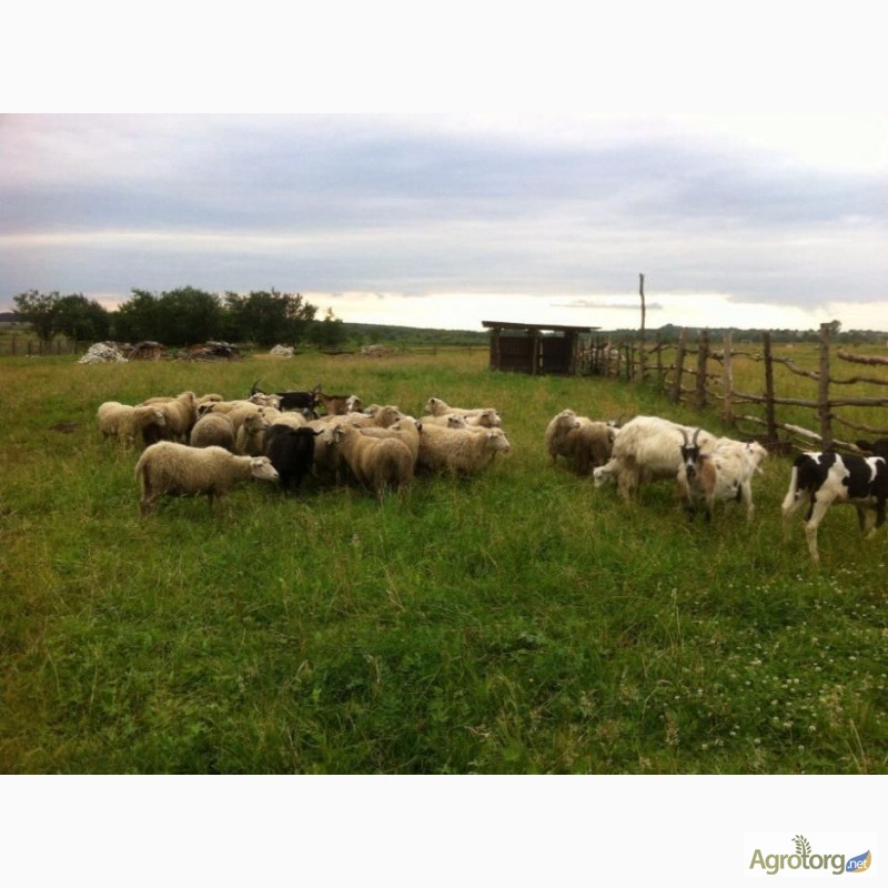 Фото 3. Кози і вівці