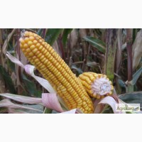 Семена кукурузы гибрида Солонянский 298 СВ (F1) от производителя. (ФАО 310)