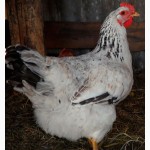 Суточные цыплята кур Голошейки, МастерГрей, ФоксиЧик, ГризБар, Редбро с вакцинацией