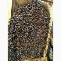 Пчелы Пчелопакеты Одесская обл