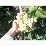 Продам столовый виноград отличных сортов