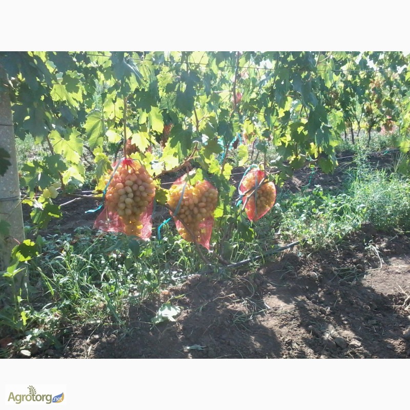 Фото 6. Продам столовый виноград отличных сортов