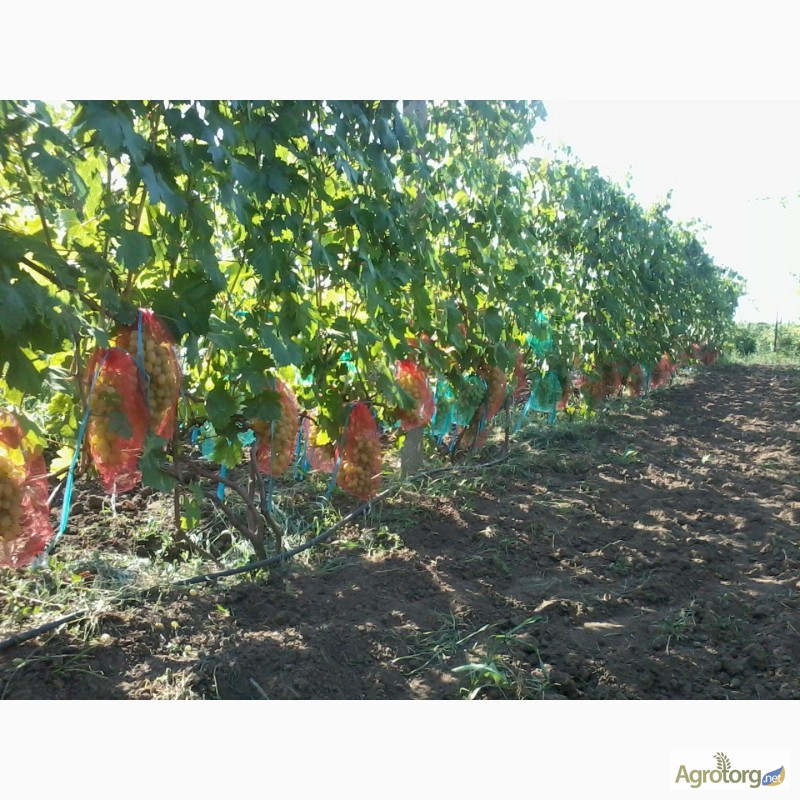 Фото 7. Продам столовый виноград отличных сортов