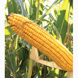 Гібрид кукурудзи ДС 1071 С (Dow Seeds)