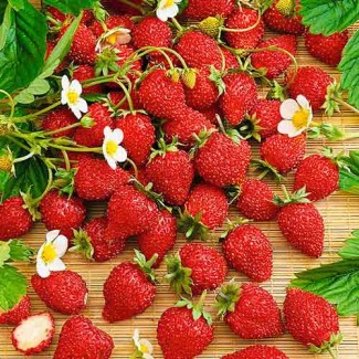Продам свіжу ягоду суниці садової