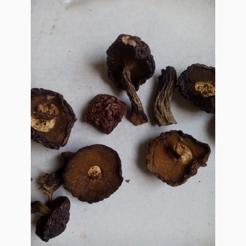 Фото 2. Продаются грибы маслята