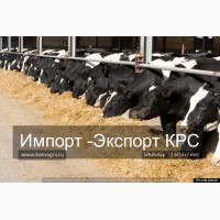 Продам коров дойных, нетелей молочных пород 1 500 голов КРС