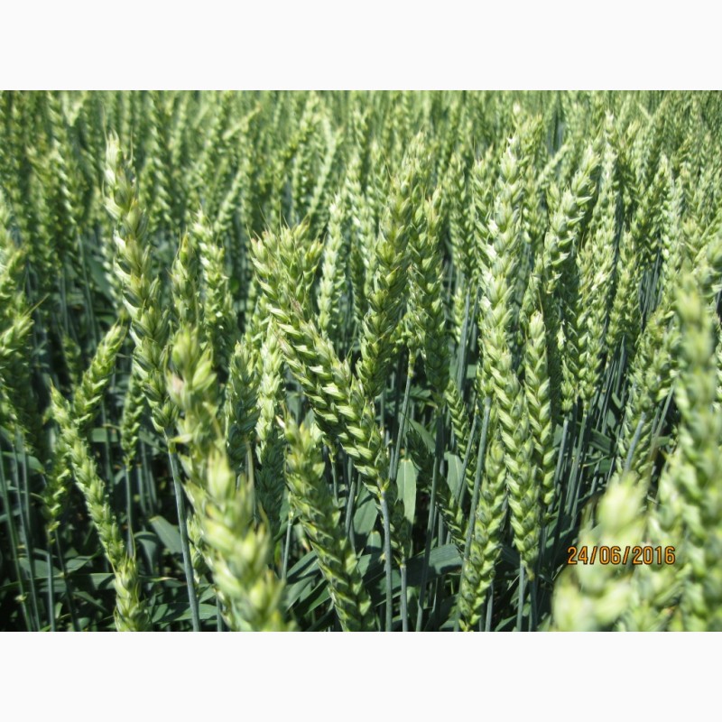 Фото 2. Стресостійка озима пшениця АКРАТОС для інтенсивної технології в усіх зонах вирощування