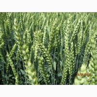 Стресостійка озима пшениця АКРАТОС для інтенсивної технології в усіх зонах вирощування