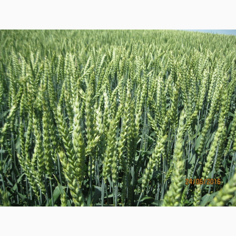 Фото 3. Стресостійка озима пшениця АКРАТОС для інтенсивної технології в усіх зонах вирощування