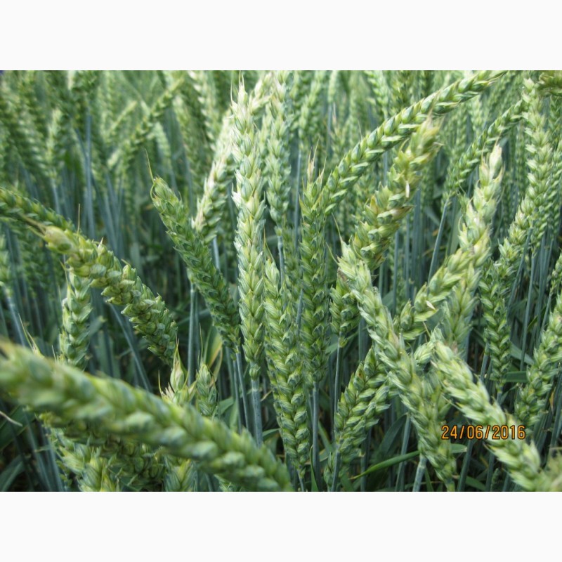 Фото 4. Стресостійка озима пшениця АКРАТОС для інтенсивної технології в усіх зонах вирощування