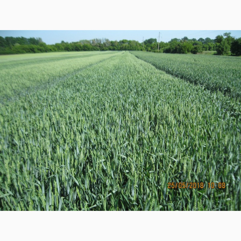 Фото 5. Стресостійка озима пшениця АКРАТОС для інтенсивної технології в усіх зонах вирощування