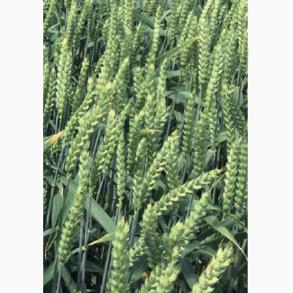 Продам насіння озимої пшениці Глаукус