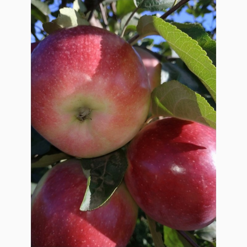 Сорт яблок отличник фото и описание