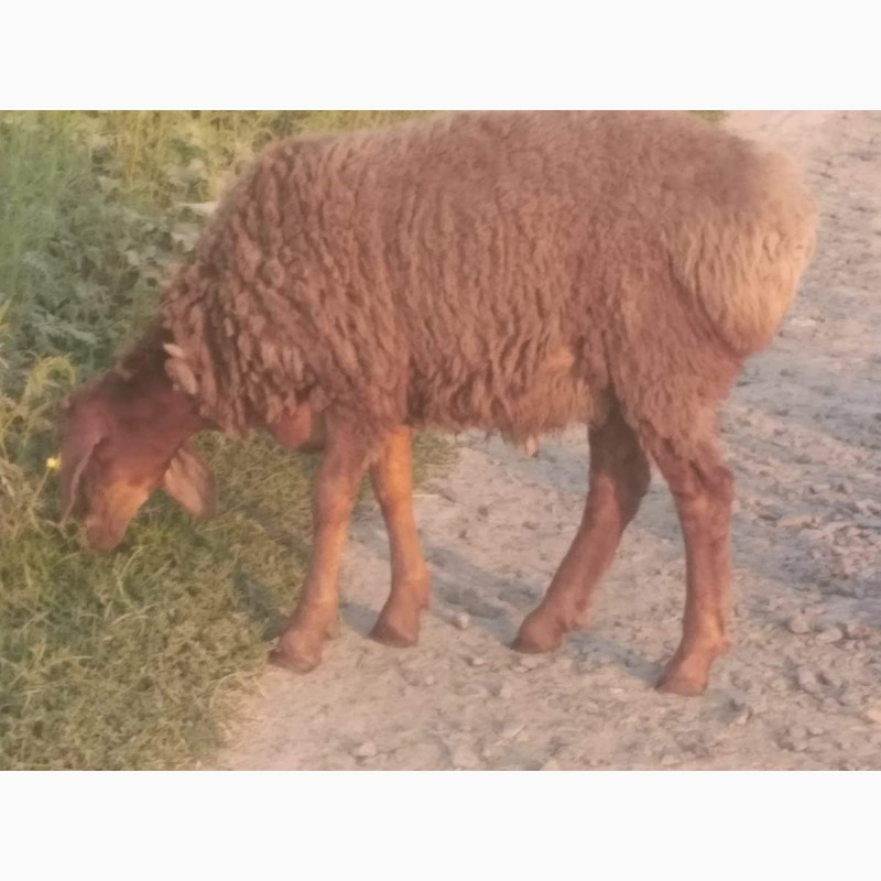 Фото 3. Продам вівці гісаоської породи