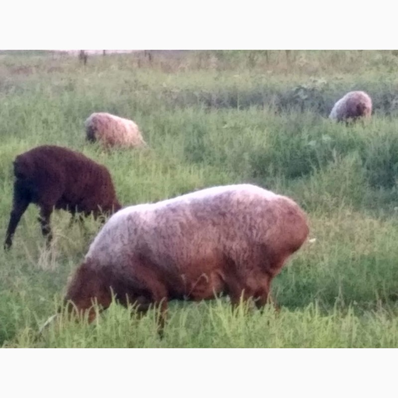 Фото 4. Продам вівці гісаоської породи