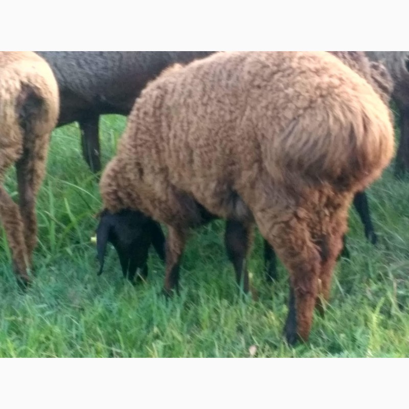 Фото 7. Продам вівці гісаоської породи