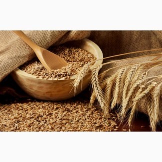 Куплю пшеницу фураж в больших количествах от 35 т