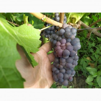 Продам виноград со своего виноградника