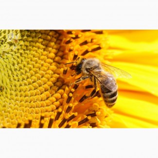 Продам мед урожай 2019 року різнотравя сонях квітковий