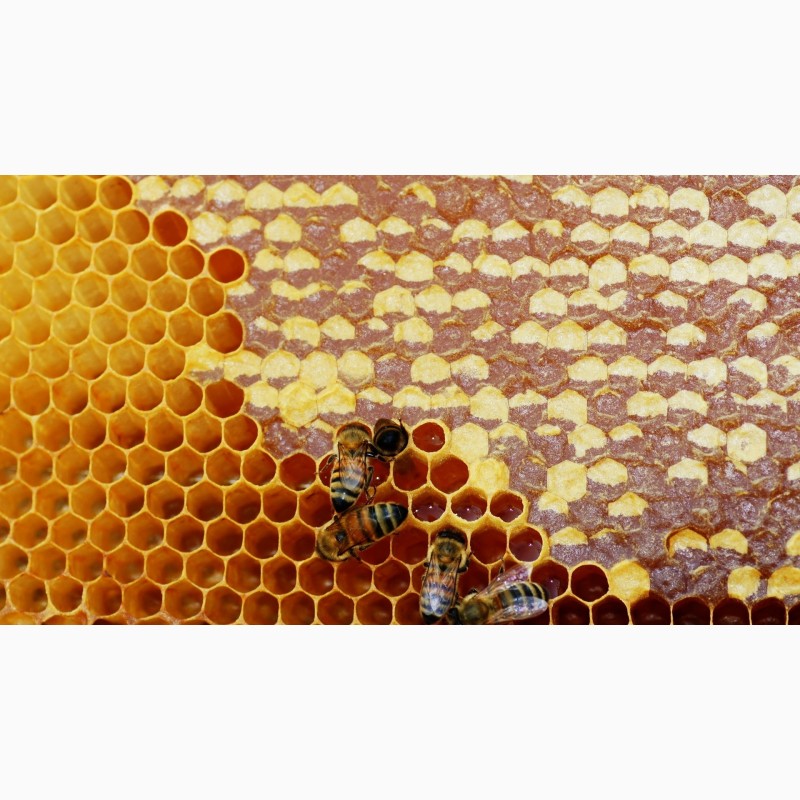 Фото 2. Продам мед урожай 2019 року різнотравя сонях квітковий