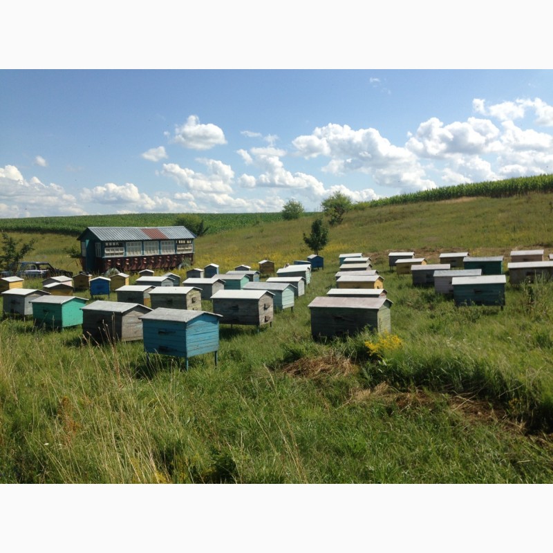 Фото 3. Продам мед урожай 2019 року різнотравя сонях квітковий