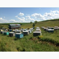 Продам мед урожай 2019 року різнотравя сонях квітковий