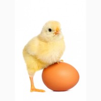 Реализация инкубационное яйца