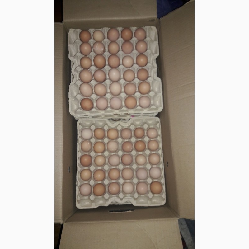 Фото 2. Реализация инкубационное яйца
