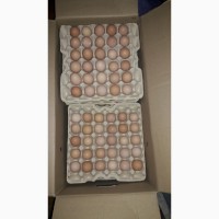 Реализация инкубационное яйца