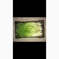 Продам лук перо / зелёный лук