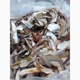 Белые лесные грибы из Закарпаття 2022 белый 1 сорт цены указаны за 1 кг