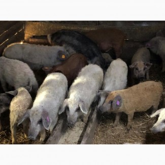 Свинки на племя породы Венгерская Мангалица 1, 5- 2месяца