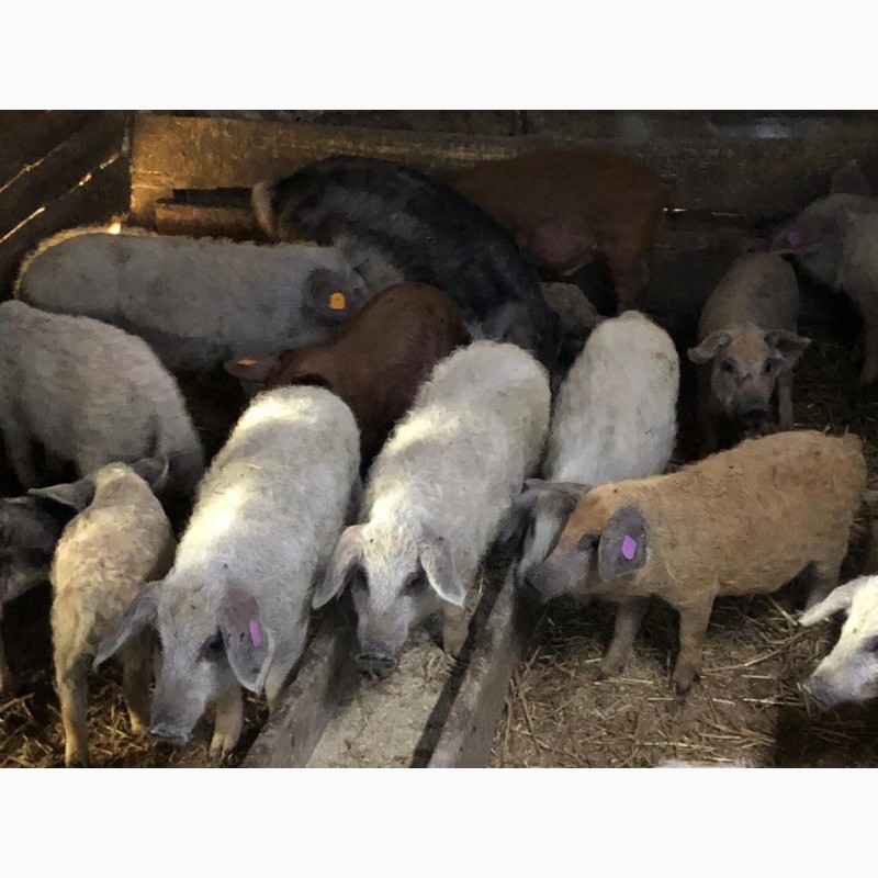 Свинки на племя породы Венгерская Мангалица 1, 5- 2месяца