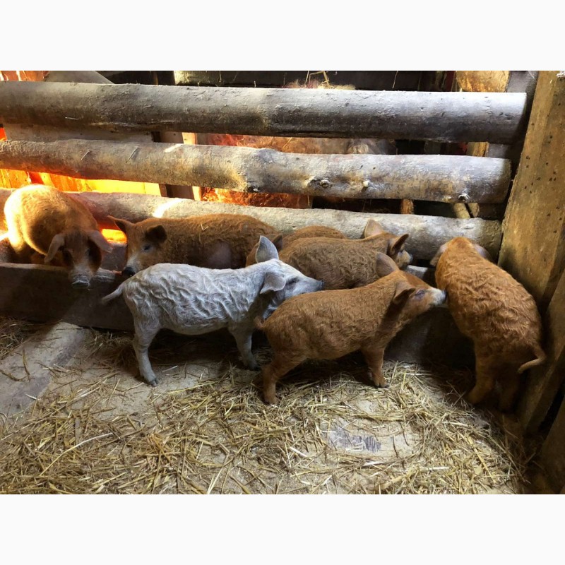 Фото 2. Свинки на племя породы Венгерская Мангалица 1, 5- 2месяца