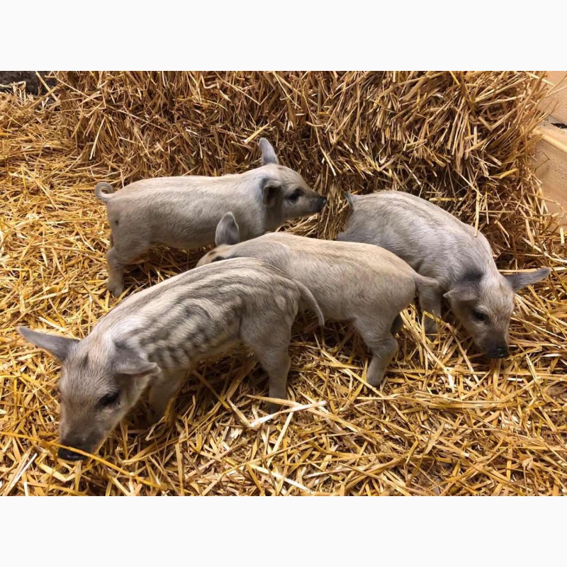 Фото 3. Свинки на племя породы Венгерская Мангалица 1, 5- 2месяца