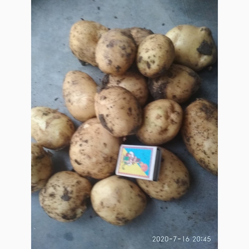 Фото 2. Продам картоплю сорт рівера