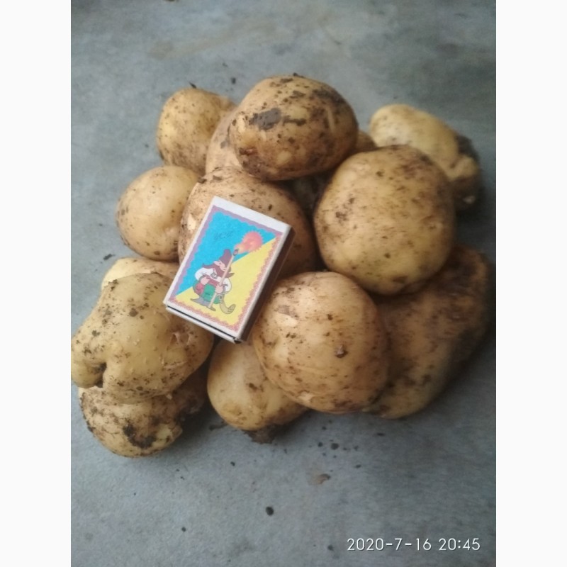 Фото 3. Продам картоплю сорт рівера