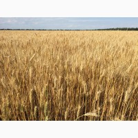 Пшениця озима ЗЛАТОГЛАВА, насіння плениці