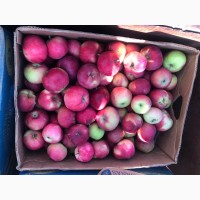Продаж яблука жинева