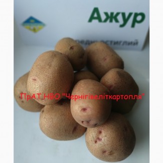 Продаж насіннєвої картоплі сертифікованої еліти найкращі сорти картоплі