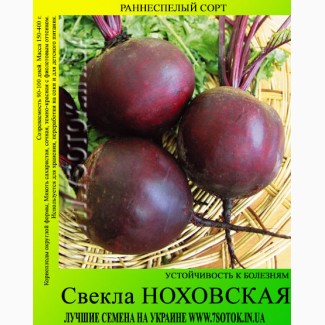 Семена свеклы «Ноховская», высокая всхожесть